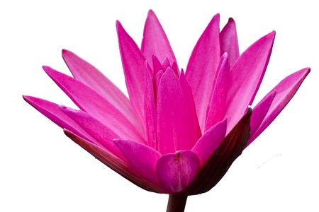 Lotus in the pond.の写真素材