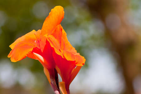 canna flowerの写真素材