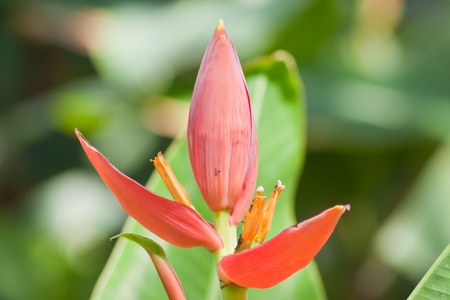 Banana flower の写真素材