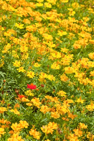 Marigold flowersの写真素材