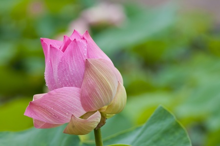 beautiful lotus with water の写真素材