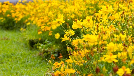 Marigold flowersの写真素材