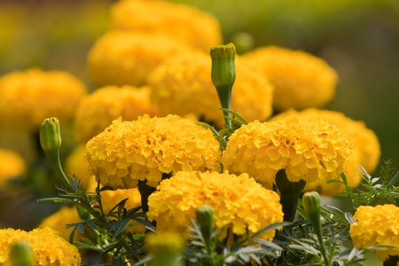 Marigold flowersの写真素材