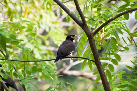 A beautiful  bird on a bright sunny summer day 