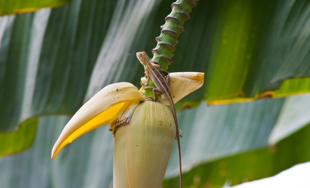 dragon on Banana flower の写真素材