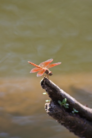 dragonfly Waterfront