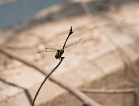 dragonfly Waterfrontの写真素材