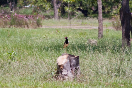 A beautiful  bird on a bright sunny summer day 