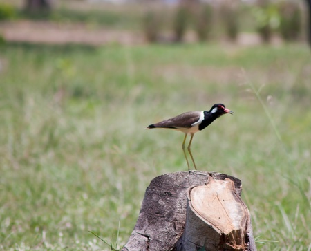 A beautiful  bird on a bright sunny summer day の写真素材