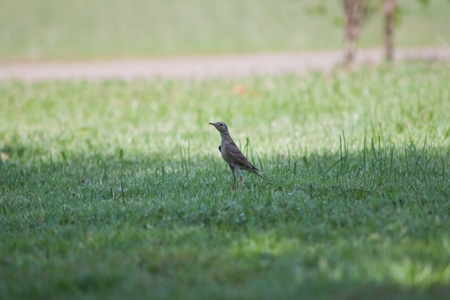 A beautiful  bird on a bright sunny summer day の写真素材