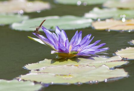 beautiful lotus の写真素材