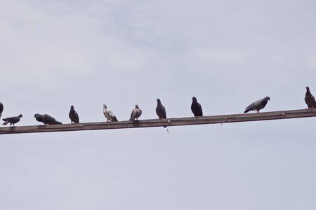 Pigeon の写真素材