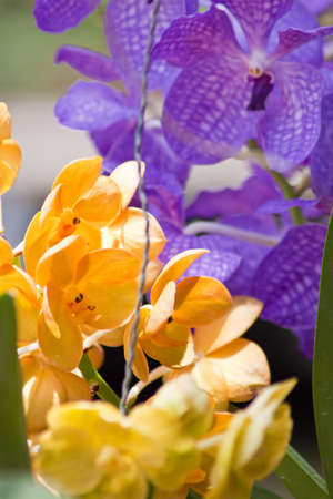 Beautiful orchid 