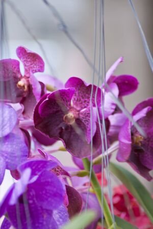 Beautiful orchid 
