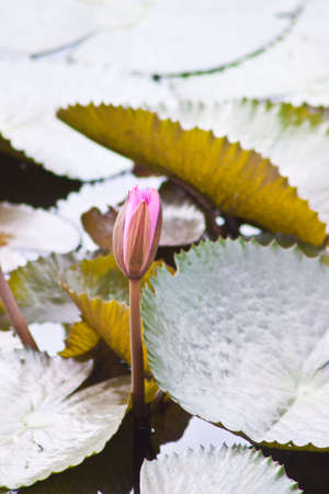 beautiful lotus In the poolの写真素材