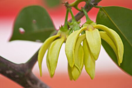 Ylang-Ylang Flowers on tree , Thailand の写真素材