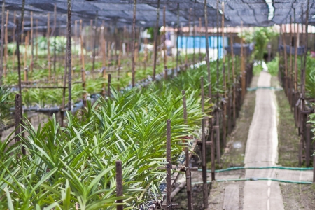 orchidの写真素材