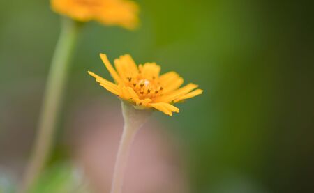 tropical flower
