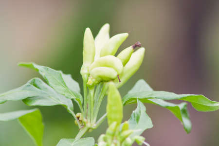 chilli peppers の写真素材