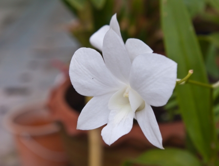 Beautiful orchid