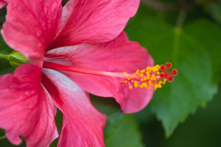 hibiscus Flower の写真素材