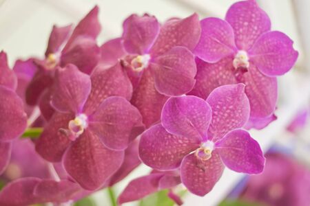 Beautiful orchidの写真素材