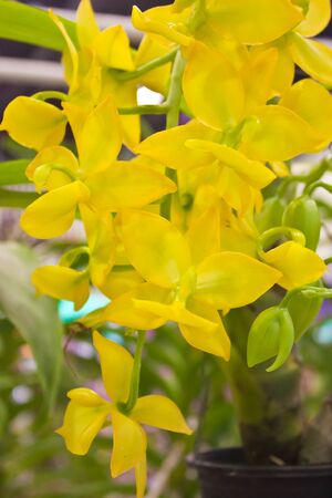 Beautiful orchidの写真素材