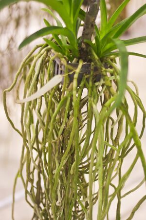 Beautiful orchidの写真素材