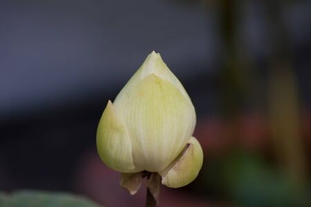 beautiful lotus In the poolの写真素材