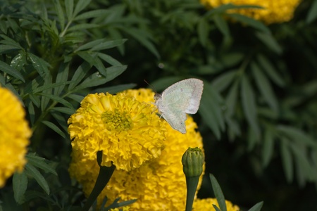 Marigold flowers