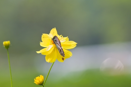 butterfly on flower
