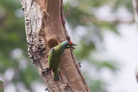 Coppersmith Barbet Bird nestsの写真素材
