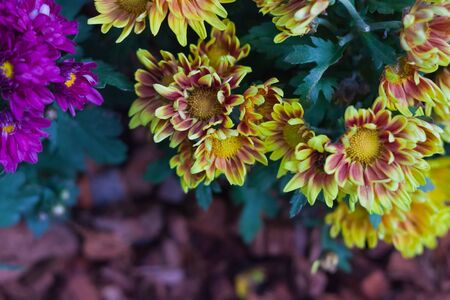 Autumn flowers of different colors  Floral backgroundの写真素材