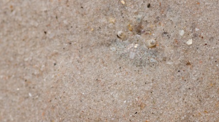  crab Embedded in sand   の写真素材