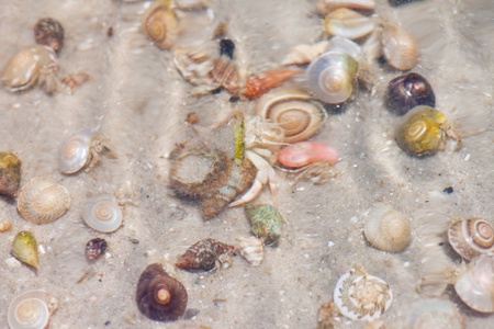 Hermit crab in its conch on the sand 