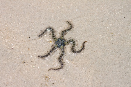 Brittle stars or starfish
