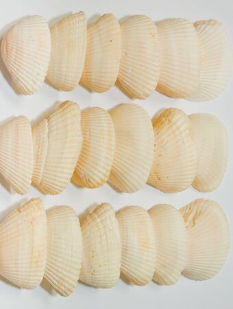 shell On a white background の写真素材
