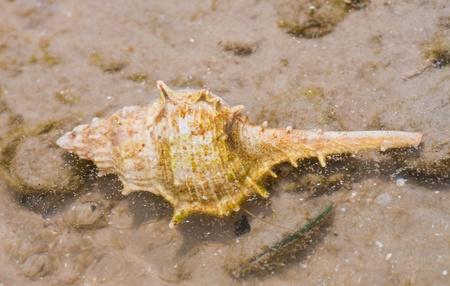 Hermit crab in its conch on the sand の写真素材