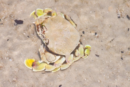 crab on the sand の写真素材