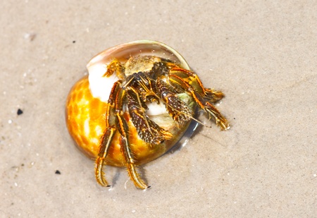 Hermit crab in its conch on the sand 