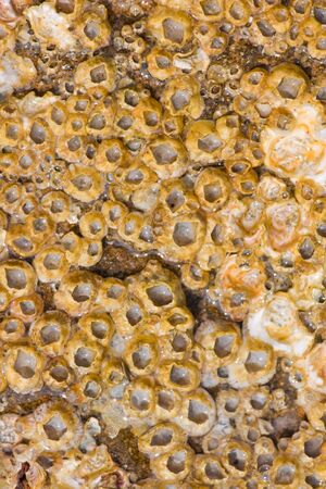 Shells embedded in the rock 
