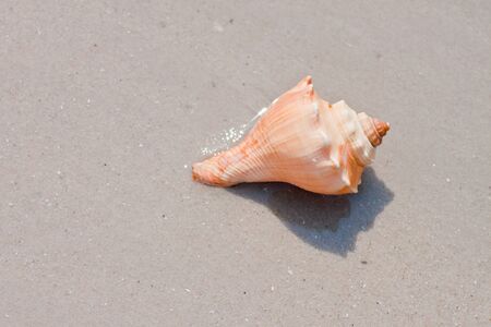 shell  on the sand