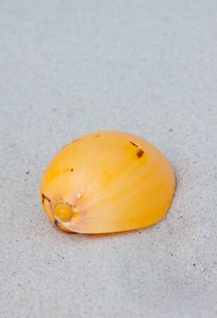 shell  on the sandの写真素材