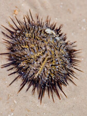 Common long-spined urchin  Diadema paucispinum  の写真素材