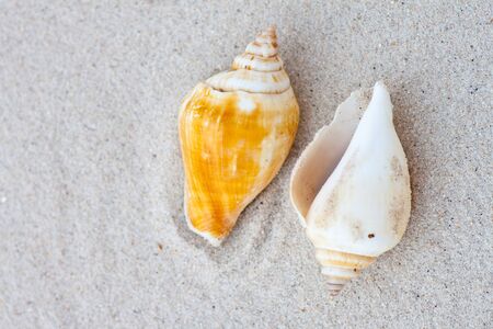shell