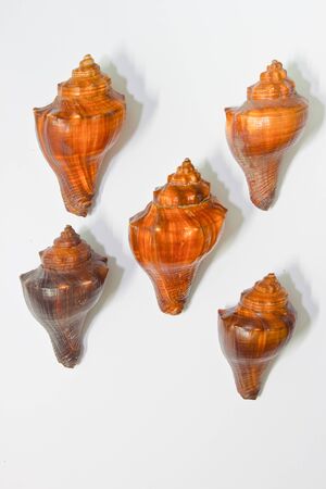 Shell on the background 
