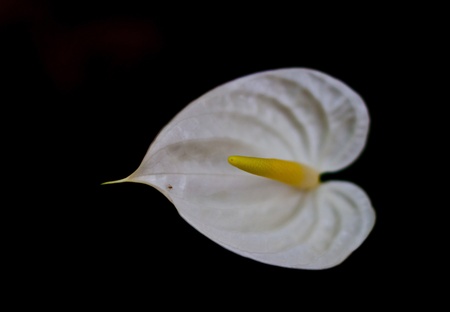  anthurium flower の写真素材