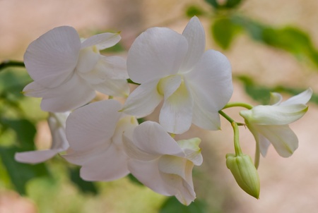 Beautiful orchidの写真素材