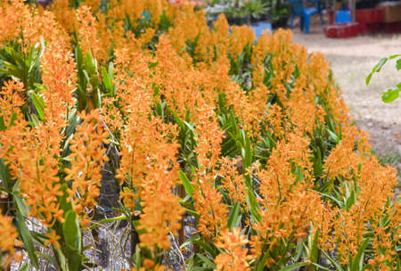 Beautiful orchidの写真素材