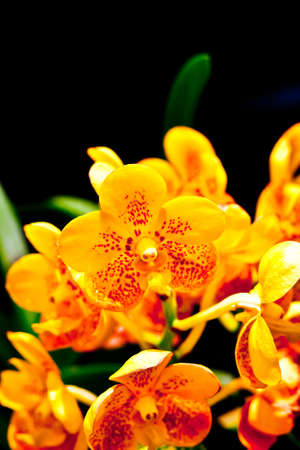 Beautiful orchid